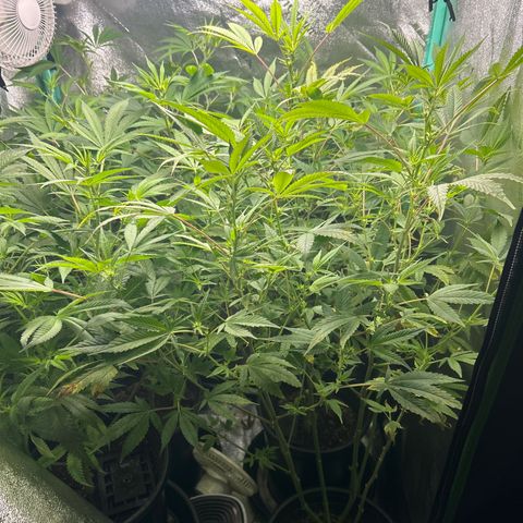 Sexy red growlog timeline photo