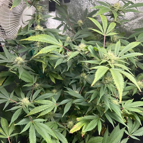 Sexy red growlog timeline photo