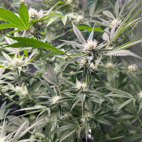 Sexy red growlog timeline photo