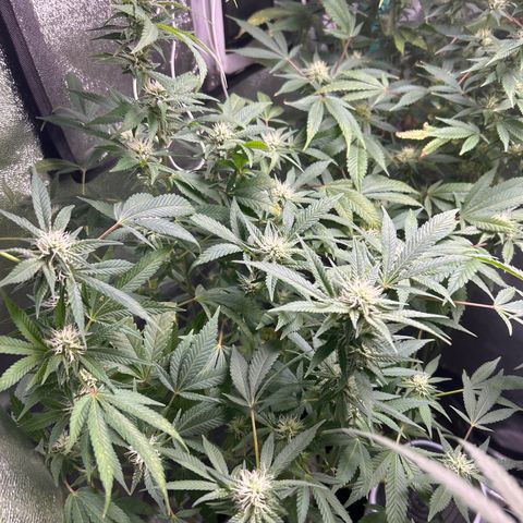 Sexy red growlog timeline photo