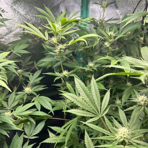 Sexy red growlog timeline photo