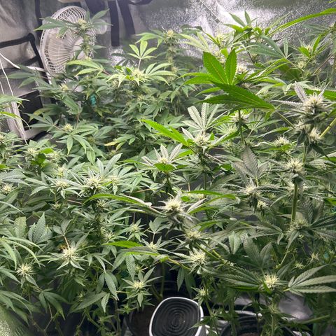 Sexy red growlog timeline photo