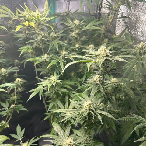 Sexy red growlog timeline photo