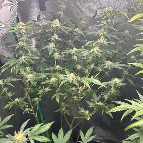 Sexy red growlog timeline photo