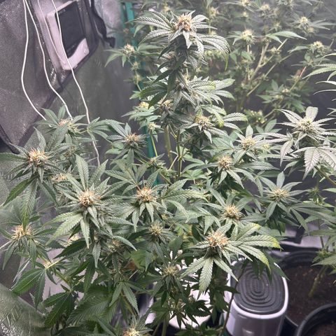 Sexy red growlog timeline photo