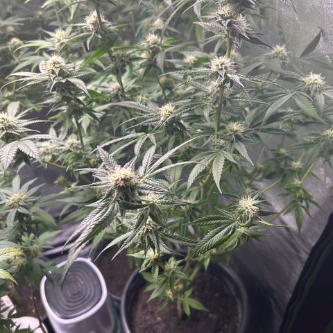 Sexy red growlog timeline photo