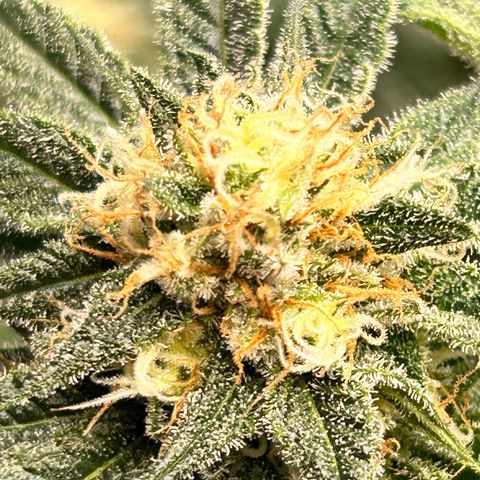Sexy red growlog timeline photo