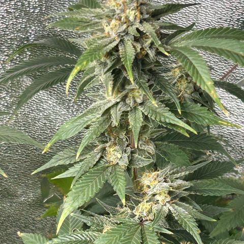 Sexy red growlog timeline photo