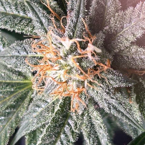 Sexy red growlog timeline photo
