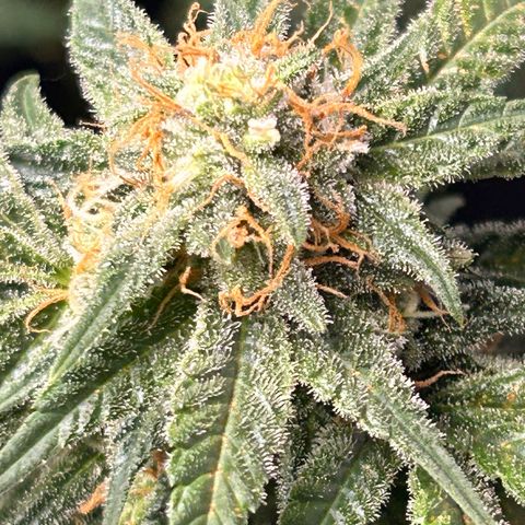 Sexy red growlog timeline photo