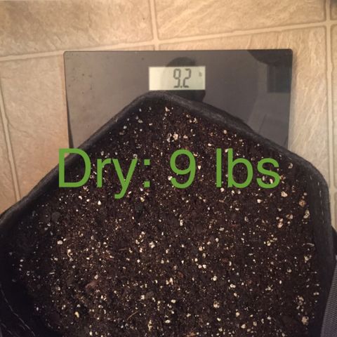 OGK #1  growlog photo: Plant 1 on the right. 