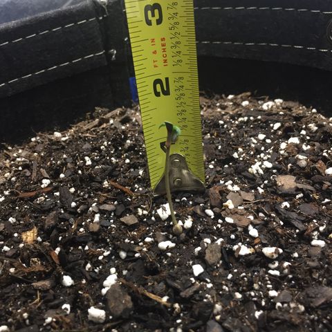 OGK #1  growlog photo: Coming along! 
