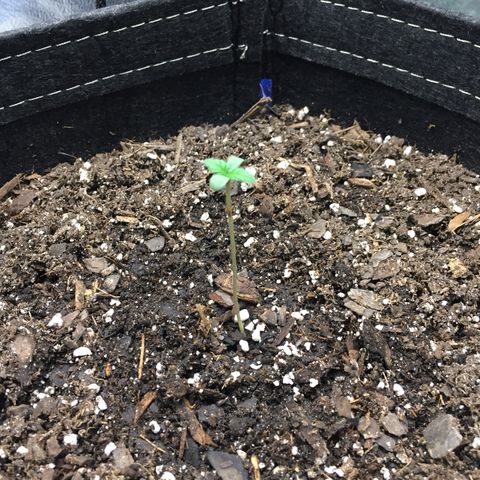 OGK #1  growlog photo: Looking good! 