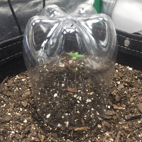 OGK #1  growlog photo: Looks healthy so far! Soil is still reading moist so not ready for its 1st full watering just yet