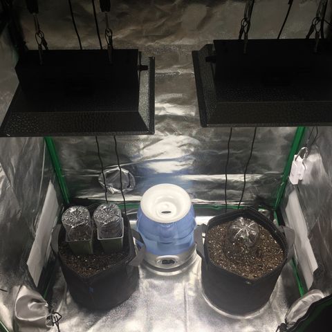 OGK #1  growlog photo: Temp seems to want to sit around 80-82.F Humidity is between 45% - 60%. Better humidifier is needed. Temp & Humidity monitors are needed. 