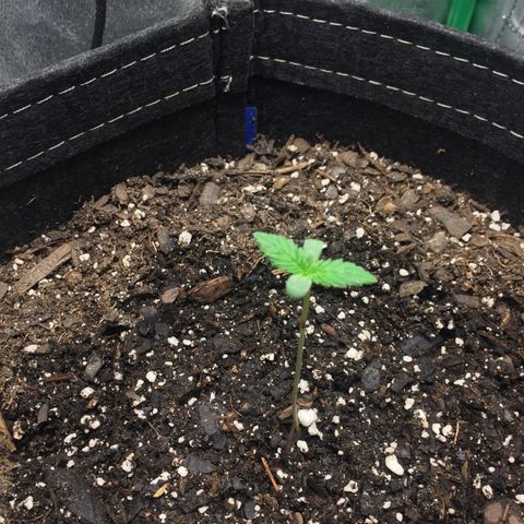 OGK #1  growlog photo: 3.5”. Light: 15”. Dim: 300 PH: 5.9. Soil moist. 