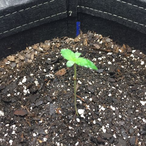 OGK #1  growlog timeline photo