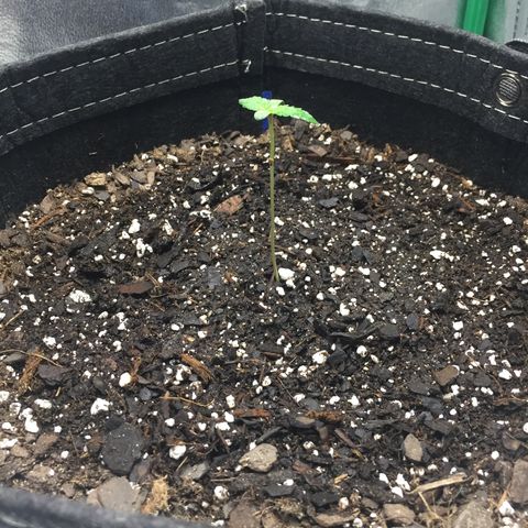 OGK #1  growlog timeline photo