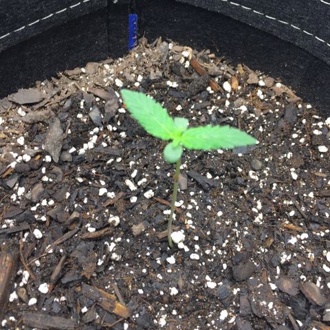 OGK #1  growlog photo: 79.F 60% humidity light: 20” dimmer 25%