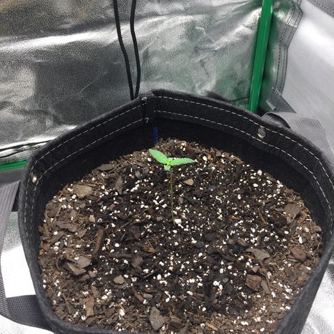 OGK #1  growlog photo: 79.F 60% humidity light: 20” dimmer 25%