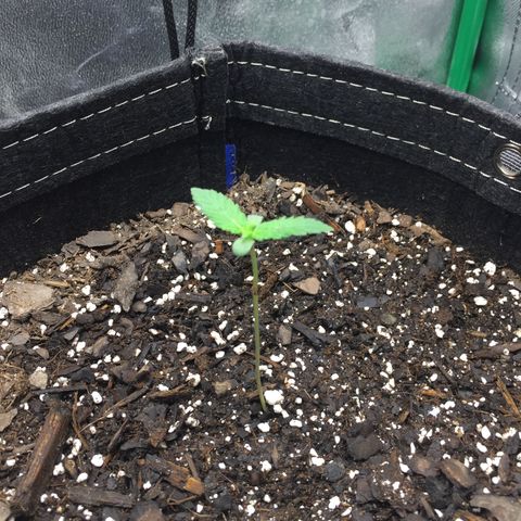OGK #1  growlog timeline photo