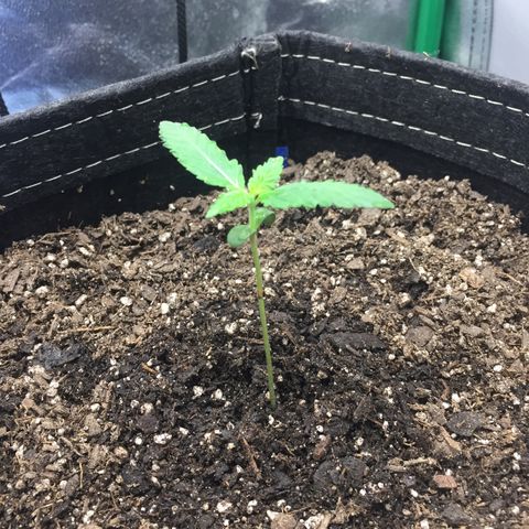 OGK #1  growlog photo: Soil still not ready for watering. Plant looks healthy! 