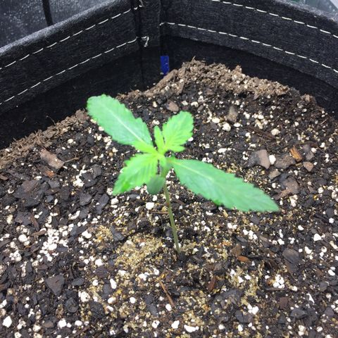 OGK #1  growlog timeline photo