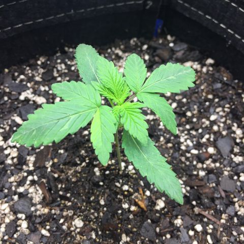 OGK #1  growlog timeline photo
