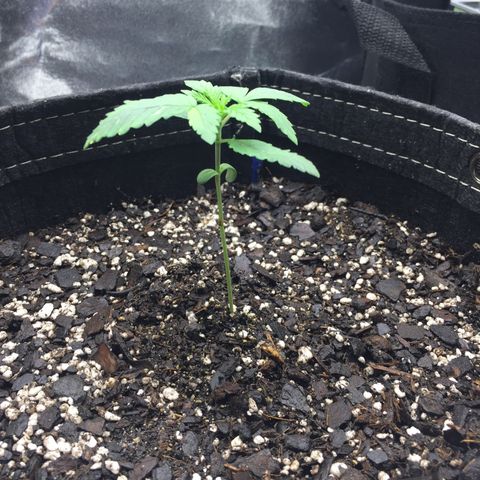 OGK #1  growlog timeline photo