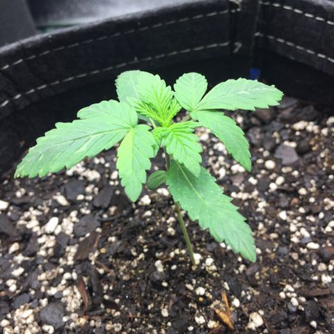 OGK #1  growlog timeline photo