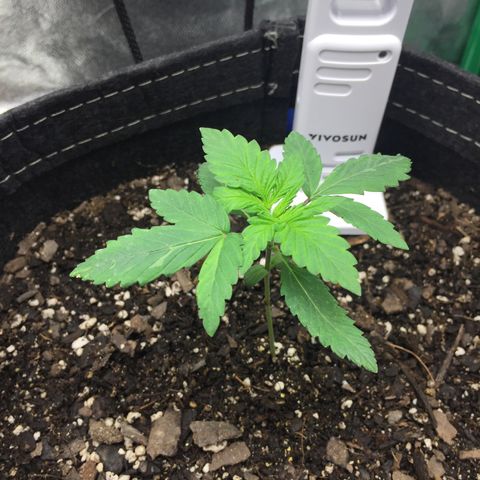 OGK #1  growlog timeline photo