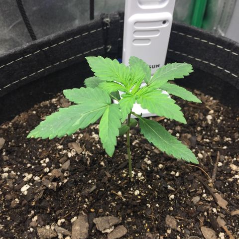 OGK #1  growlog timeline photo