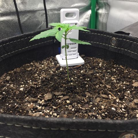 OGK #1  growlog timeline photo
