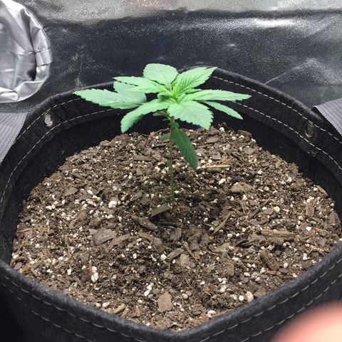 OGK #1  growlog timeline photo