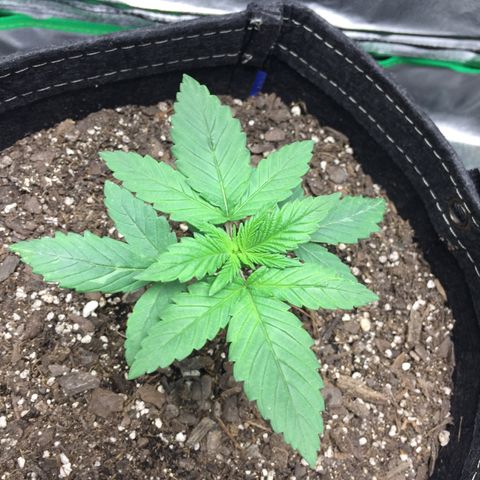 OGK #1  growlog timeline photo