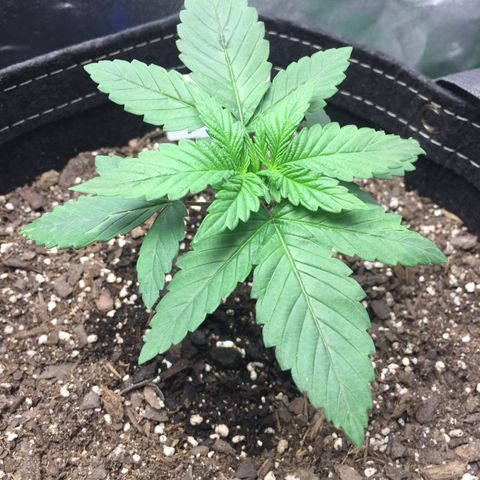 OGK #1  growlog timeline photo