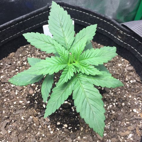 OGK #1  growlog timeline photo