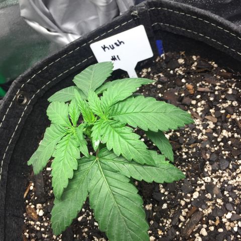 OGK #1  growlog timeline photo
