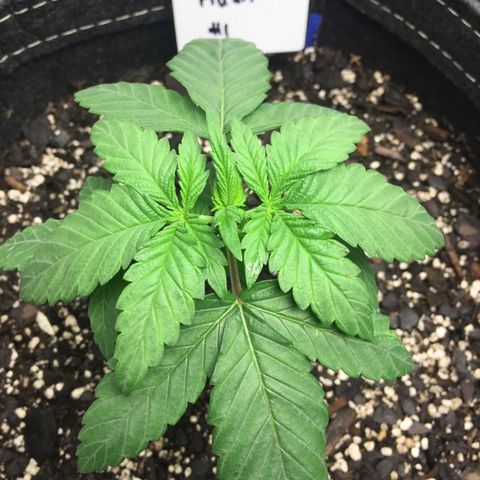 OGK #1  growlog timeline photo