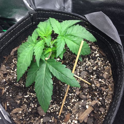 OGK #1  growlog timeline photo
