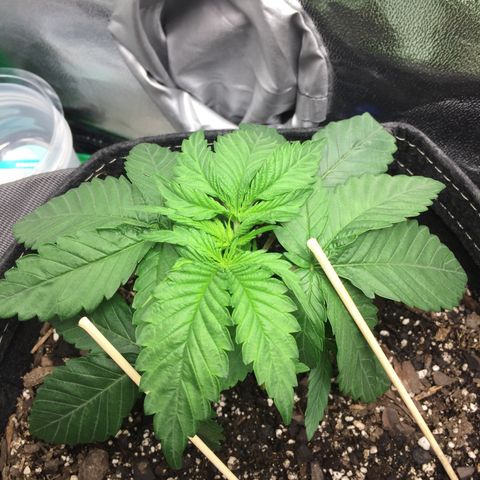OGK #1  growlog timeline photo