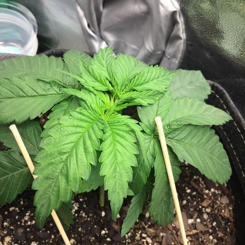 OGK #1  growlog timeline photo