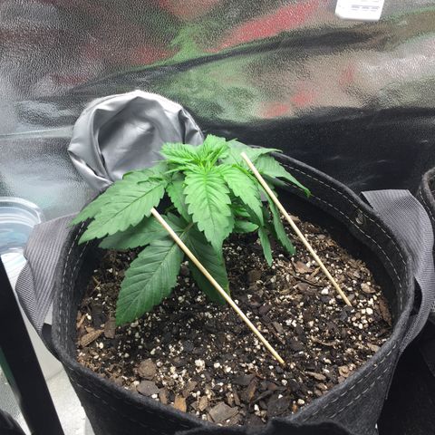 OGK #1  growlog timeline photo