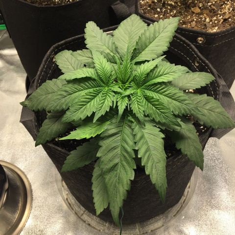 OGK #1  growlog timeline photo
