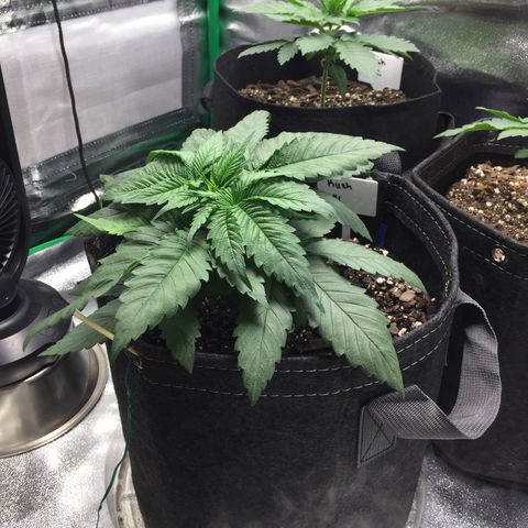 OGK #1  growlog timeline photo