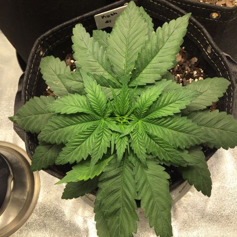 OGK #1  growlog timeline photo