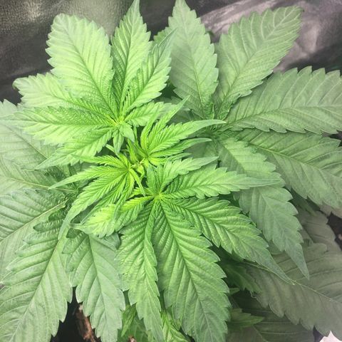 OGK #1  growlog timeline photo