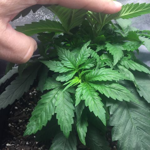 OGK #1  growlog timeline photo