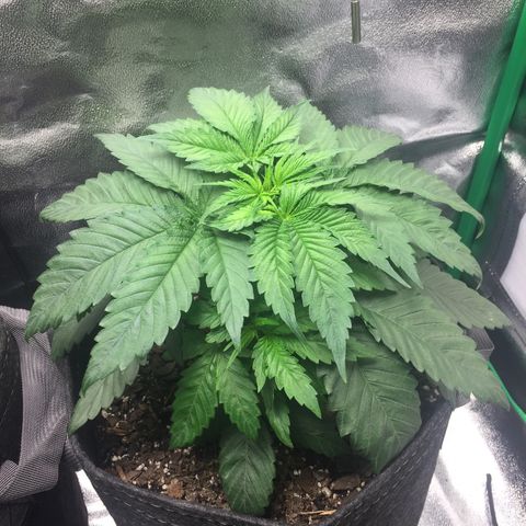 OGK #1  growlog timeline photo