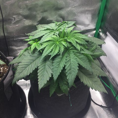 OGK #1  growlog timeline photo